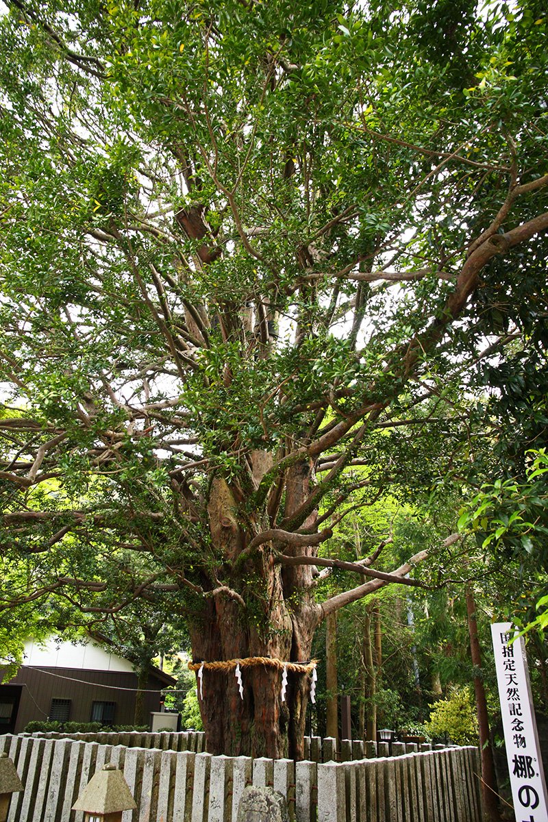 ⛩️ 쿠마노 하야타마 신사 (쿠마노 하야타마 타이샤) 이미지 4